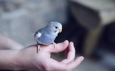 Lille fugl sidder på en hånd 